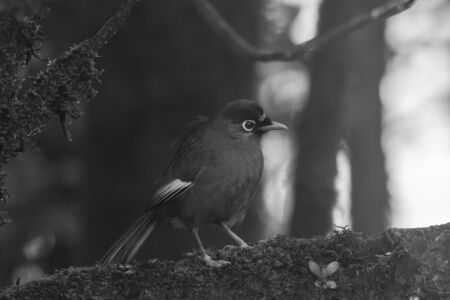 closeup shot of a beautiful bird in natureの写真素材