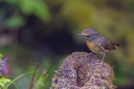 closeup shot of a beautiful bird in nature