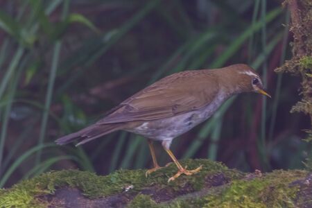 closeup shot of a beautiful bird in natureの写真素材