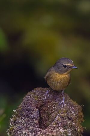 closeup shot of a beautiful bird in nature