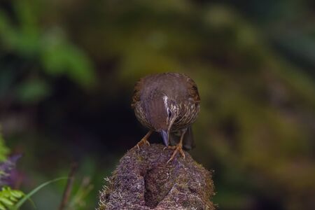 closeup shot of a beautiful bird in natureの写真素材