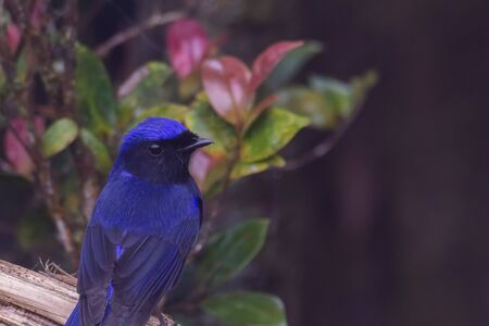 closeup shot of a beautiful bird in natureの写真素材