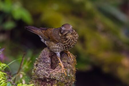 closeup shot of a beautiful bird in nature