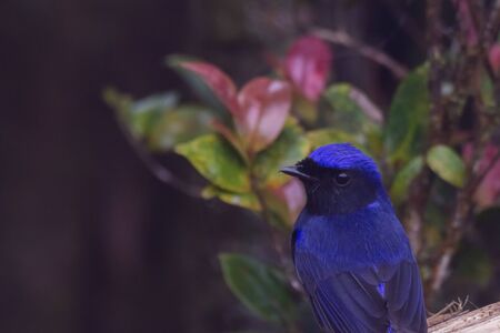 closeup shot of a beautiful bird in natureの写真素材