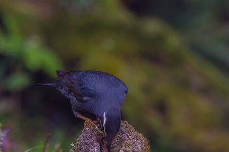 closeup shot of a beautiful bird in nature