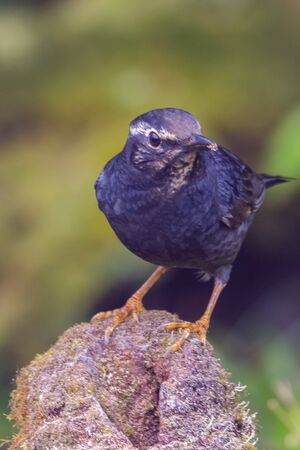 closeup shot of a beautiful bird in natureの写真素材