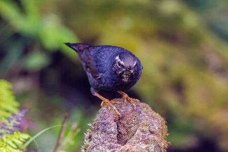 closeup shot of a beautiful bird in nature