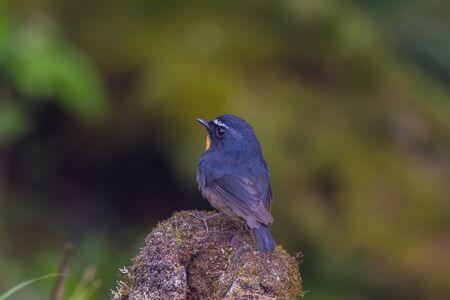 closeup shot of a beautiful bird in nature