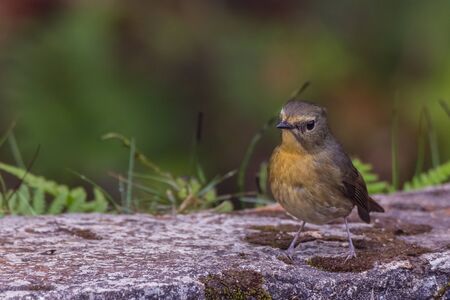 closeup shot of a beautiful bird in nature