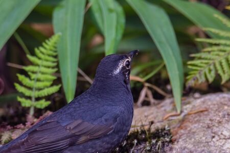 closeup shot of a beautiful bird in nature