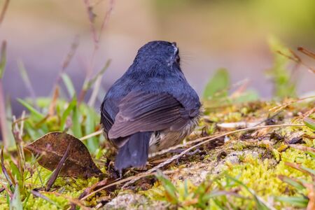 closeup shot of a beautiful bird in natureの写真素材