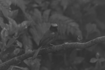 closeup shot of a beautiful bird in natureの写真素材