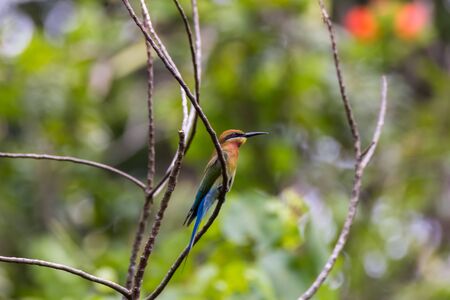 closeup shot of a beautiful bird in natureの写真素材
