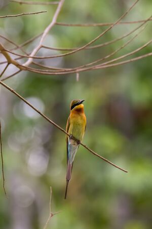 closeup shot of a beautiful bird in natureの写真素材