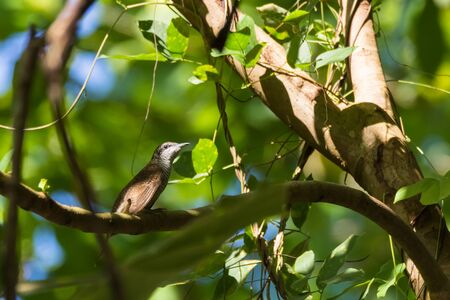 closeup shot of a beautiful bird in natureの写真素材
