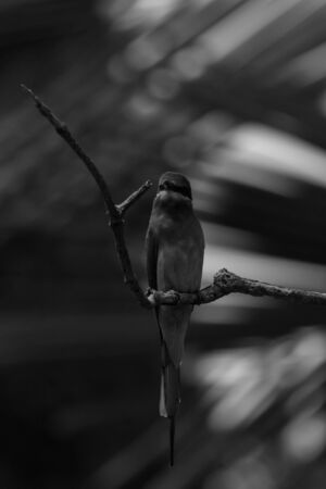 closeup shot of a beautiful bird in natureの写真素材