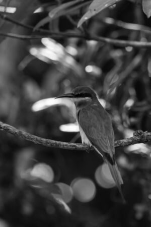 closeup shot of a beautiful bird in natureの写真素材