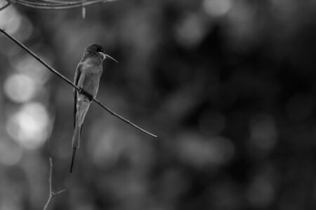 closeup shot of a beautiful bird in natureの写真素材