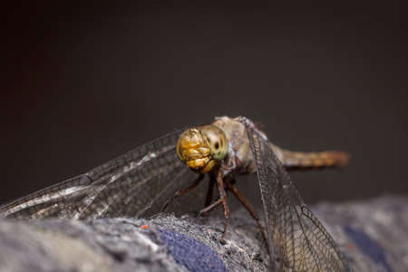 closeup view of a beautiful dragonfly perching in the branchの写真素材