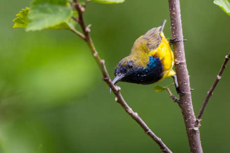 beautiful Olive-backed sunbird in natureの写真素材
