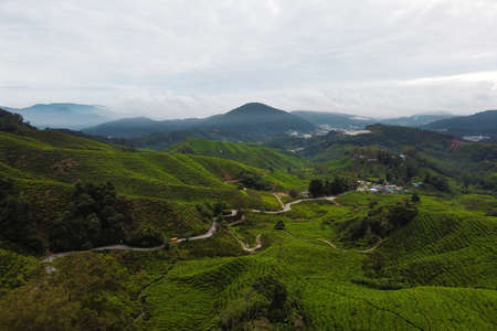 beautiful view of tea plantation at cameron highlands, malaysiaの写真素材