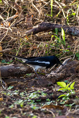 closeup shot of a oriental magpie robin in natureの写真素材