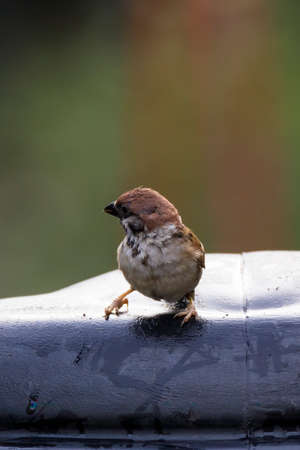 closeup shot of a common house sparow in natureの写真素材