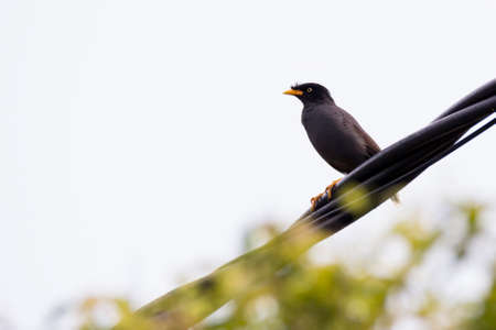 closeup shot of a common myna in nature