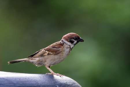 closeup shot of a common house sparow in natureの写真素材