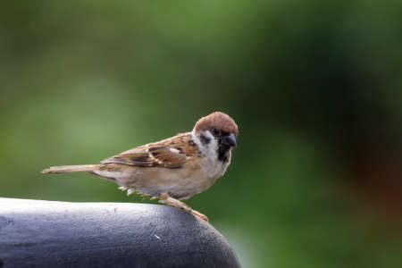 closeup shot of a common house sparow in natureの写真素材