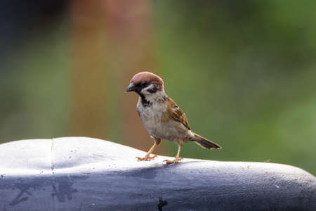 closeup shot of a common house sparow in natureの写真素材