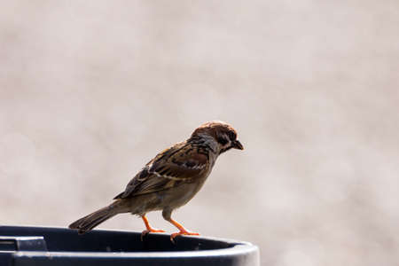 view of a House Sparrow (Passer domesticus) in nature