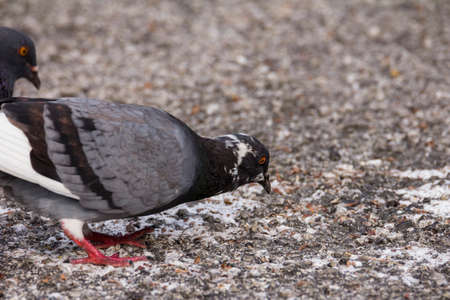 view of a domestic pigeon in nature