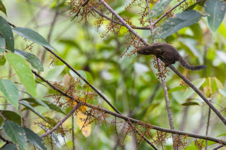 closeup shot of a little squirrel in natureの写真素材