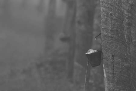 view of a rubber tapping natural asia in Malaysiaの写真素材