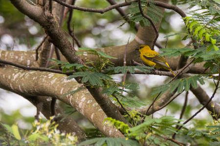 closeup shot of a Black-naped oriole (Oriolus chinensis) perch on a branch