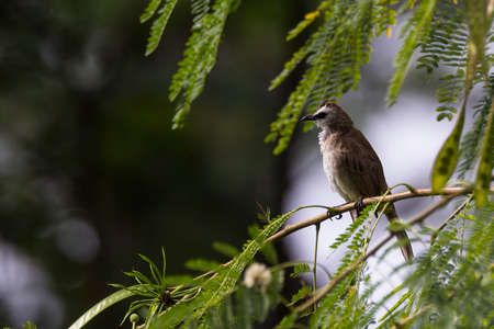 closeup shot of a bulbul bird perched on a twig in nature