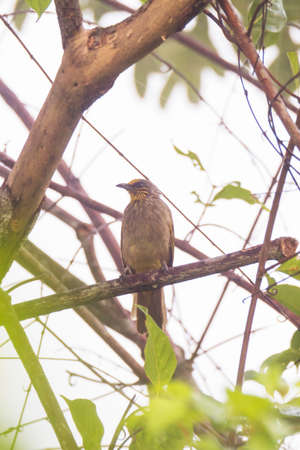 closeup shot of a bulbul bird perched on a twig in nature