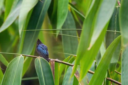 beautiful view Black Drongo (Dicrurus macrocercus) in nature