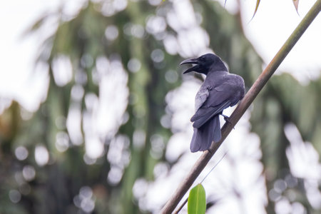 beautiful bird named black crow perching on twig in natureの写真素材