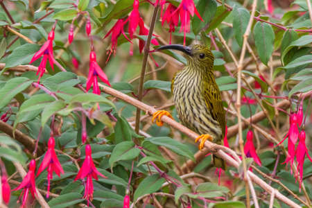 beautiful bird named Streaked Spiderhunter (Arachnothera magna) in natureの写真素材