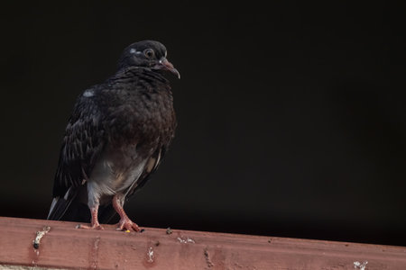 closeup view of a common house pigeon in natureの写真素材