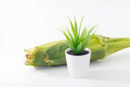 closeup shot of a corn isolated on white backgroundの写真素材