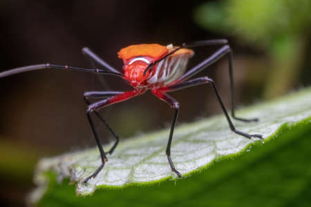 closeup shot of a shield bug standing on green leafの写真素材