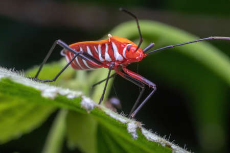 closeup shot of a shield bug standing on green leaf