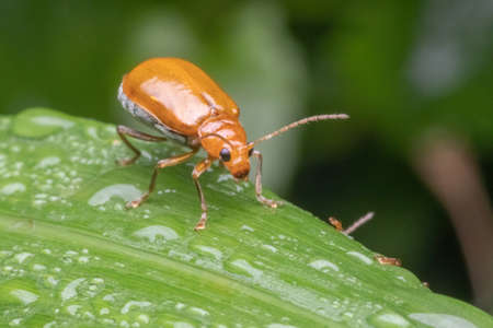 closeup view of a orange beetle standing on green leafの写真素材