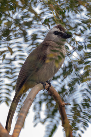 closeup shot of a beautiful yellow-vented bulbul in natureの写真素材
