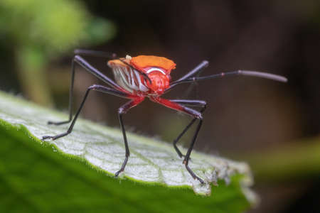 closeup shot of a shield bug standing on green leafの写真素材