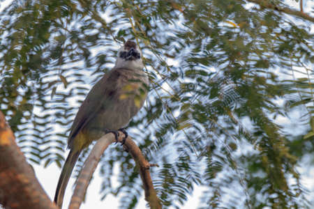 closeup shot of a beautiful yellow-vented bulbul in natureの写真素材