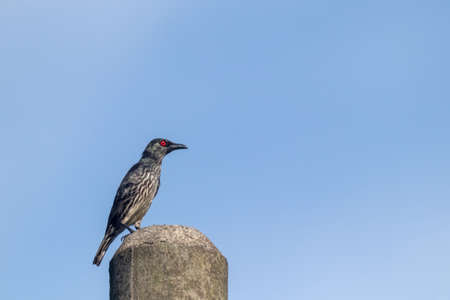 closeup view of common starling bird perched on rockの写真素材